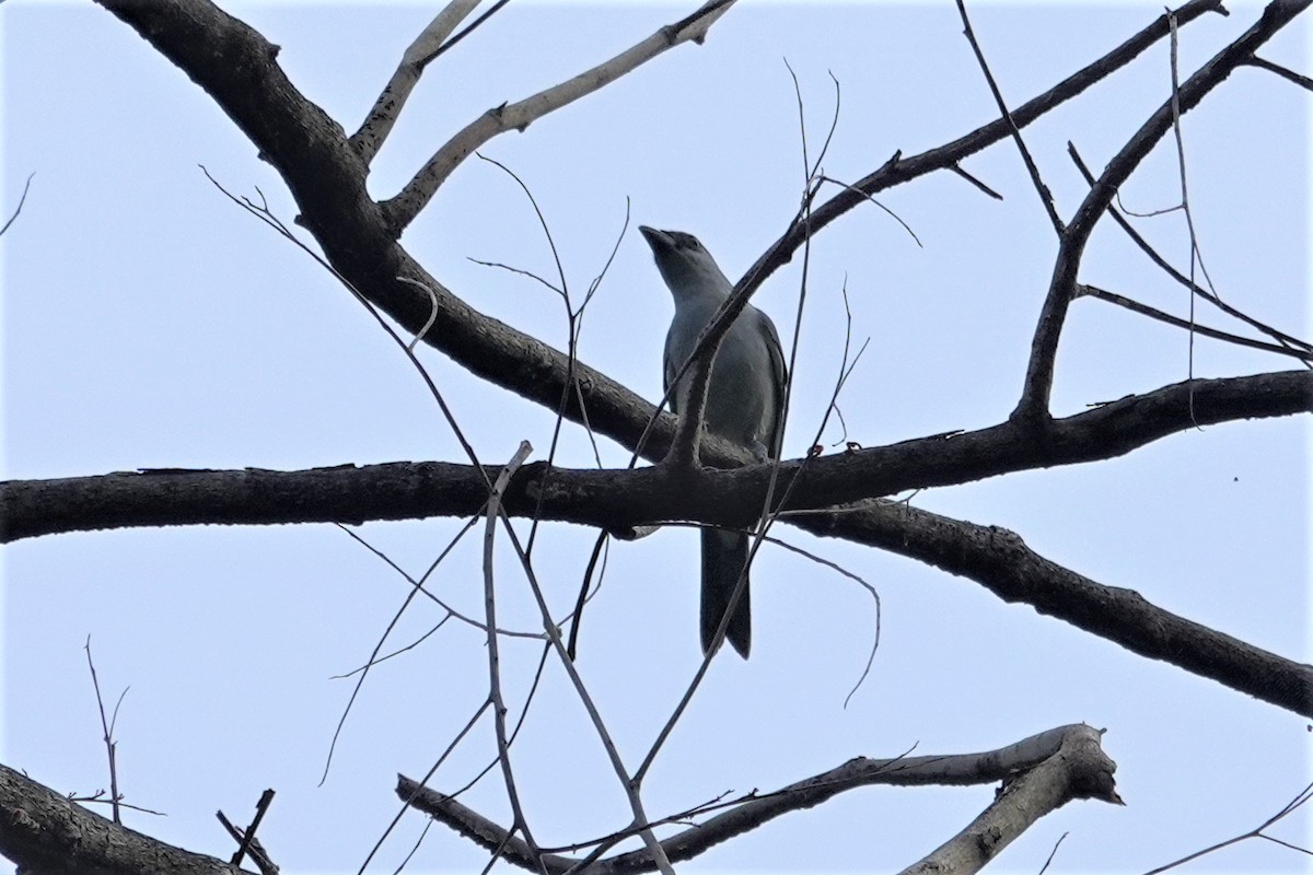 Buru Cuckooshrike - ML621123497