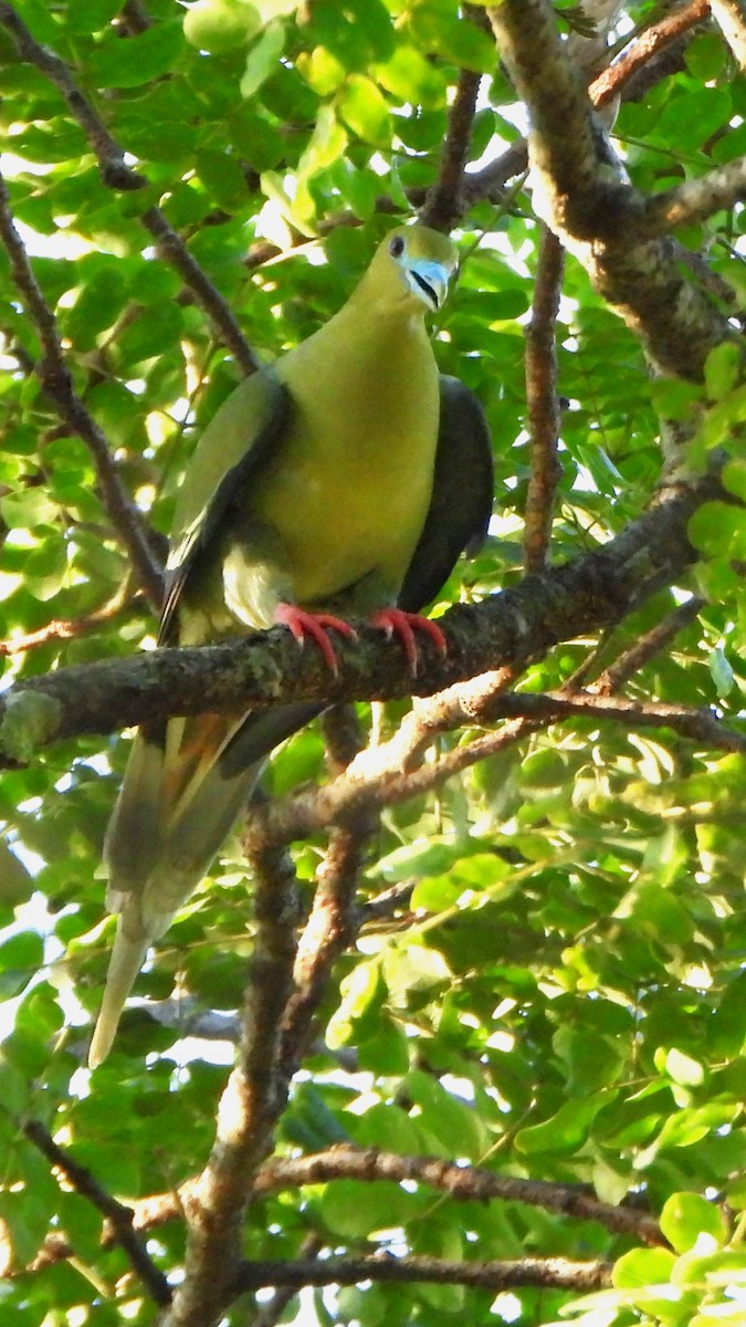 Pin-tailed Green-Pigeon - ML621123498