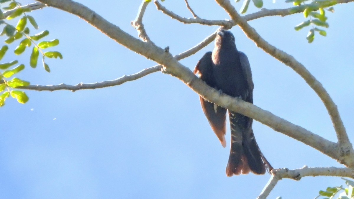 Square-tailed Drongo-Cuckoo - ML621123550