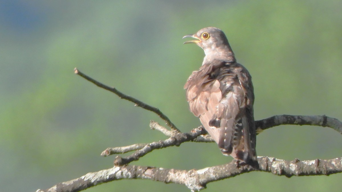 Indian Cuckoo - ML621123552