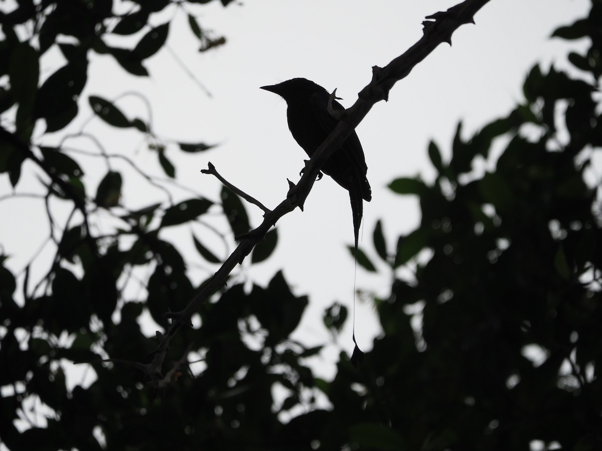 Greater Racket-tailed Drongo - ML621123562