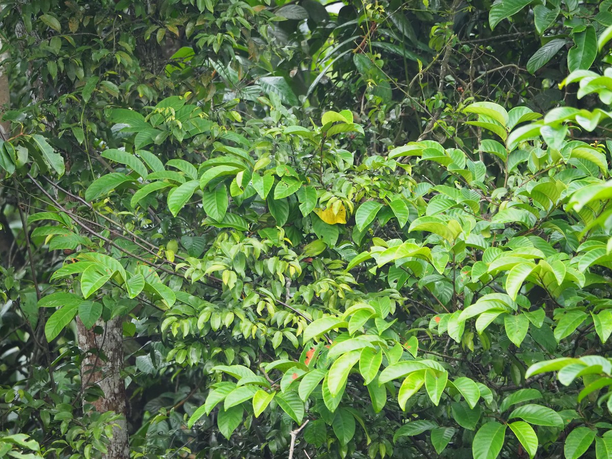 Lesser Green Leafbird - Tay Zhi Ming
