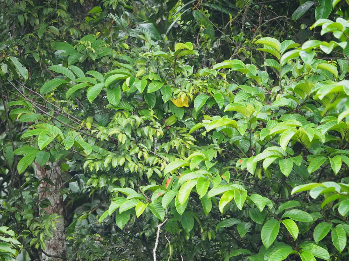 Lesser Green Leafbird - ML621123572