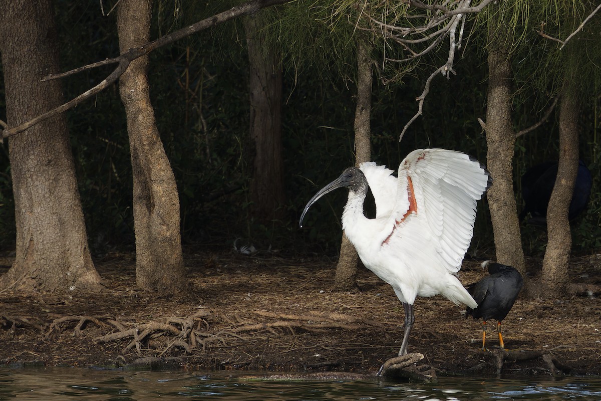 ibis australský - ML621123580