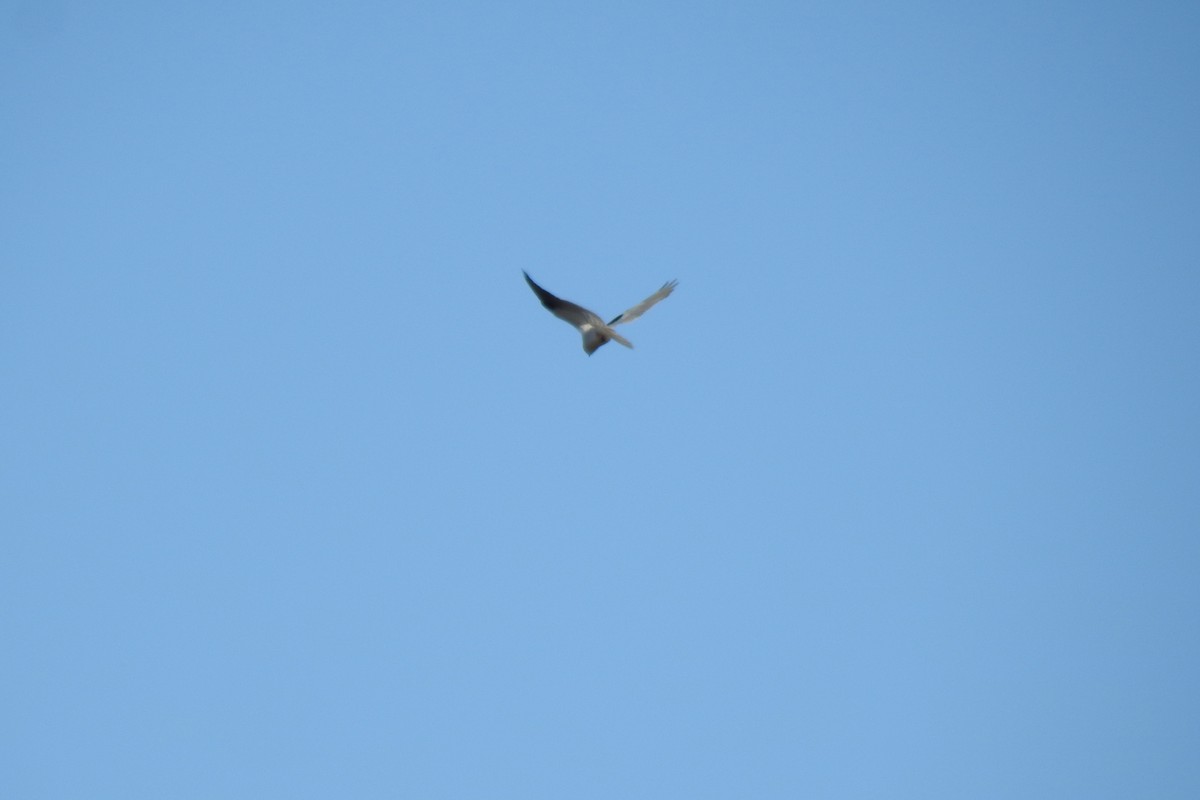Black-shouldered Kite - ML621123639