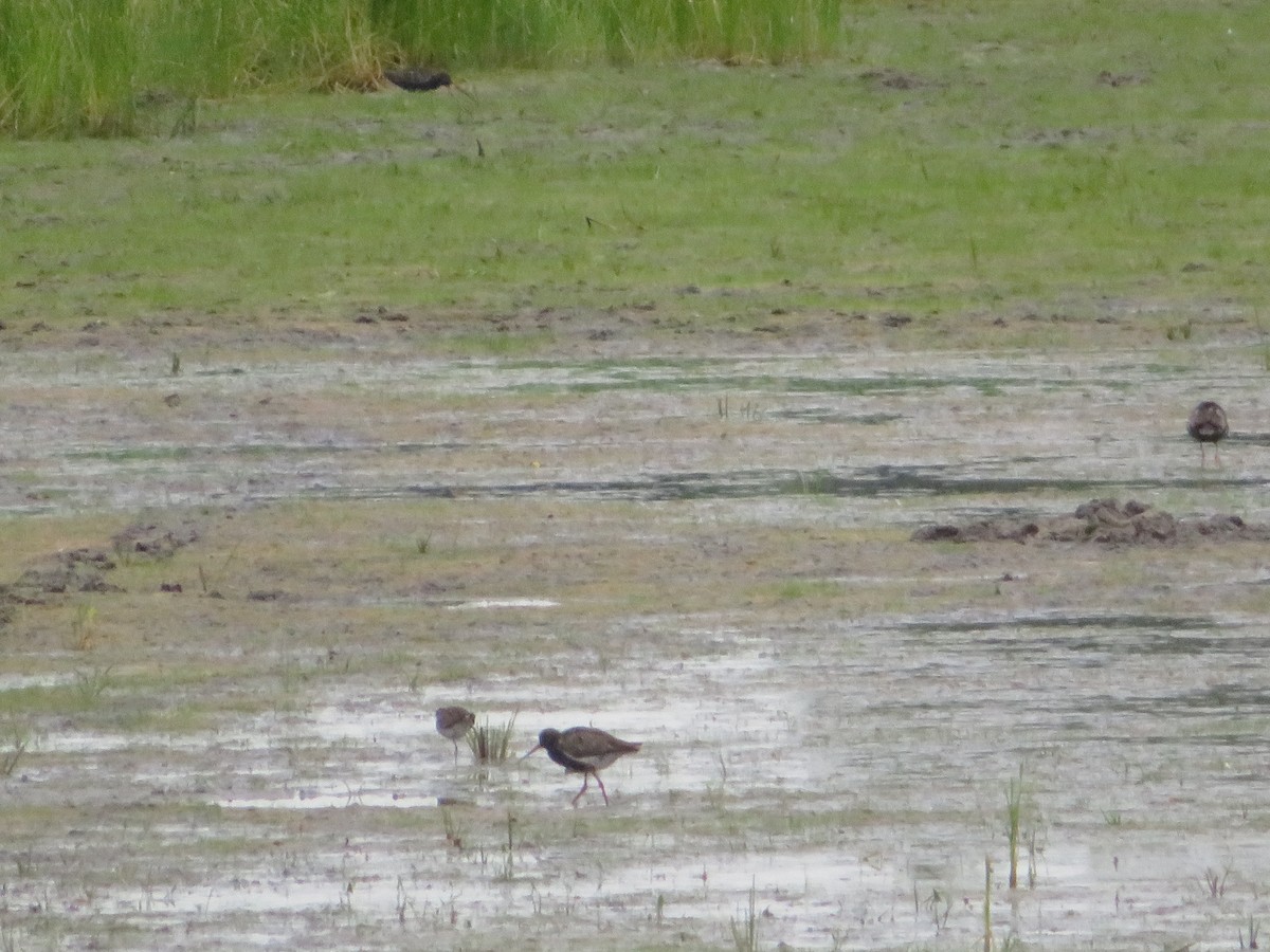 Spotted Redshank - ML621123651