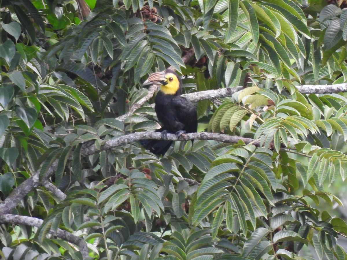 Sulawesi Hornbill - ML621123726