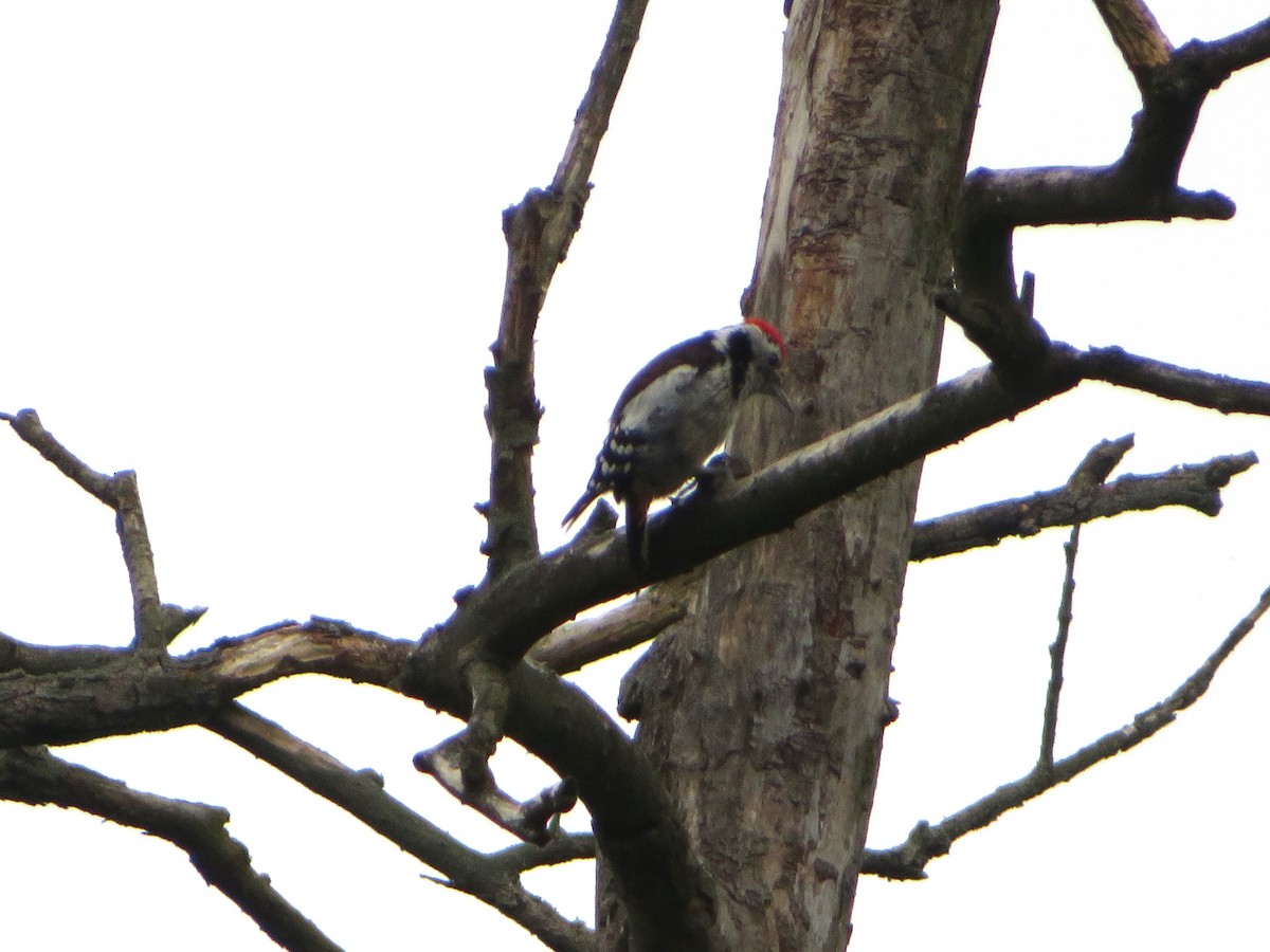 Middle Spotted Woodpecker - ML621123731