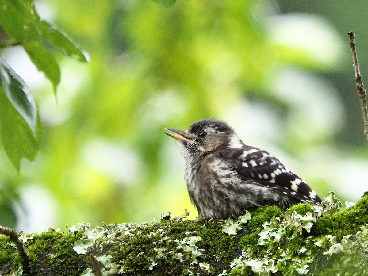 Japanese Pygmy Woodpecker - ML621123741