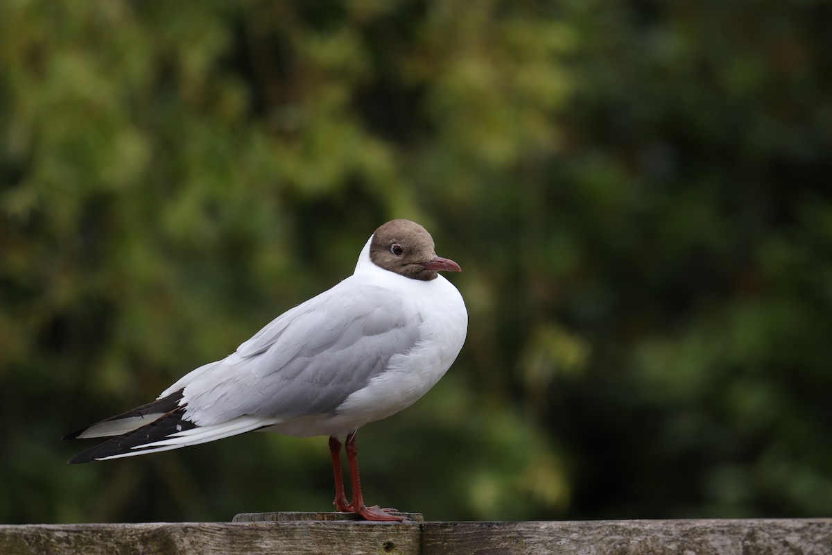 Mouette rieuse - ML621123768