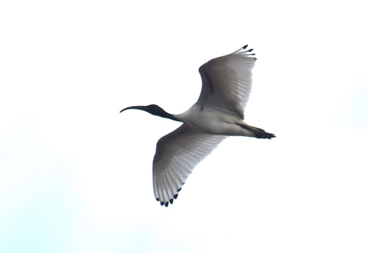 ibis australský - ML621123775
