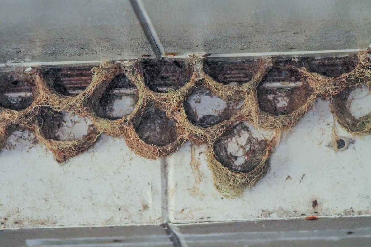 Ridgetop Swiftlet - ML621123791