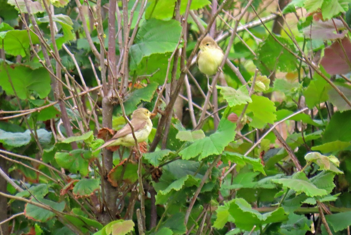 Melodious Warbler - ML621123792