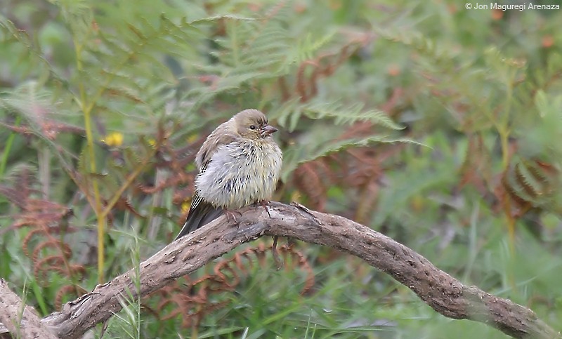 Citril Finch - ML621123795