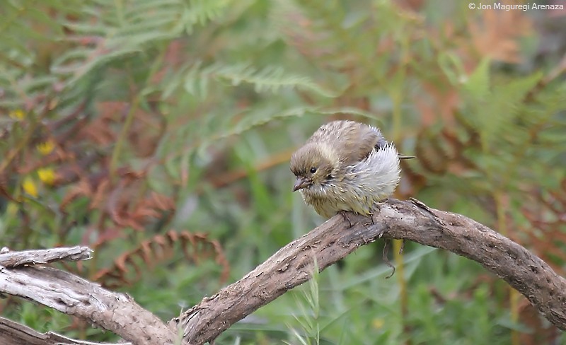 Citril Finch - ML621123796