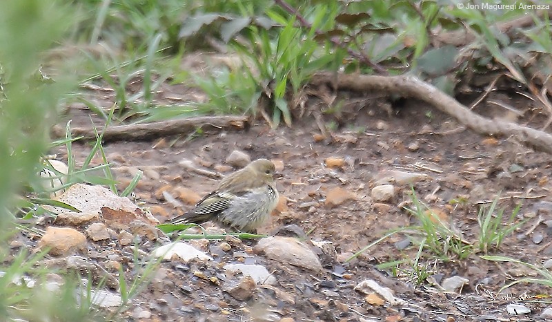 Citril Finch - ML621123797