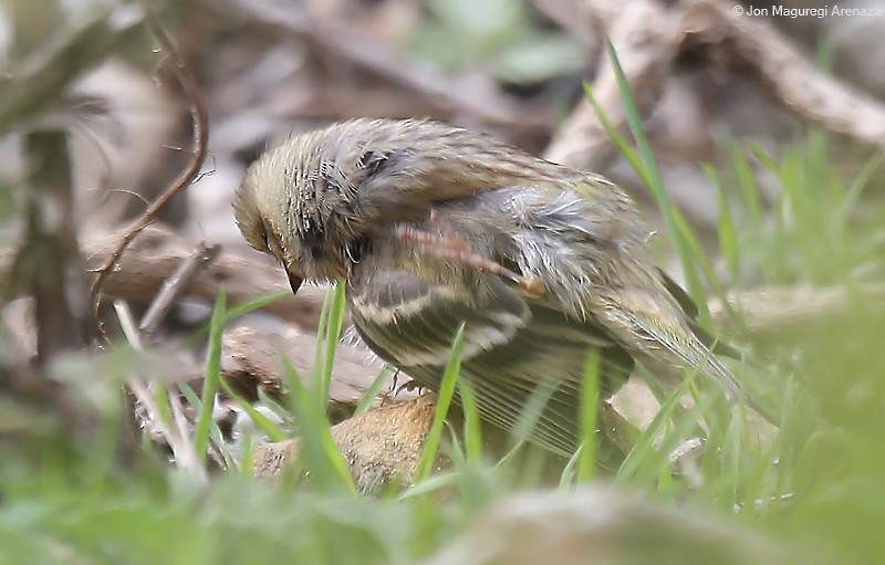 Citril Finch - ML621123798