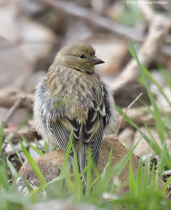 Citril Finch - ML621123799