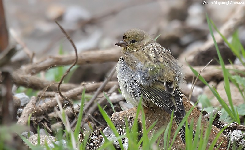 Citril Finch - ML621123800