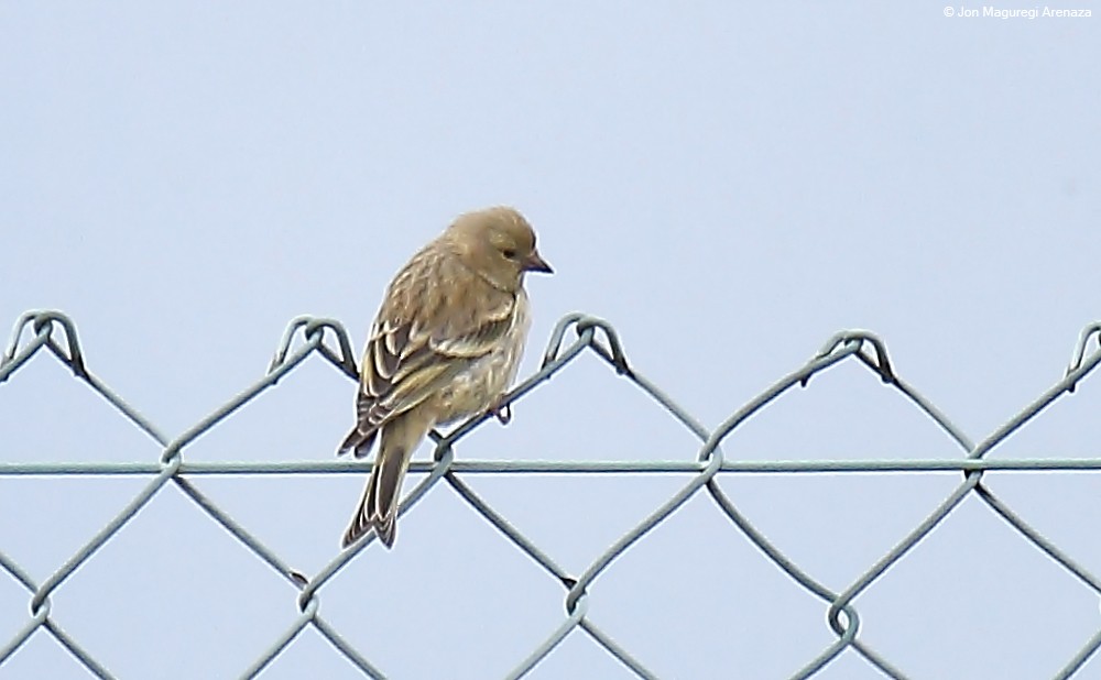 Citril Finch - ML621123801