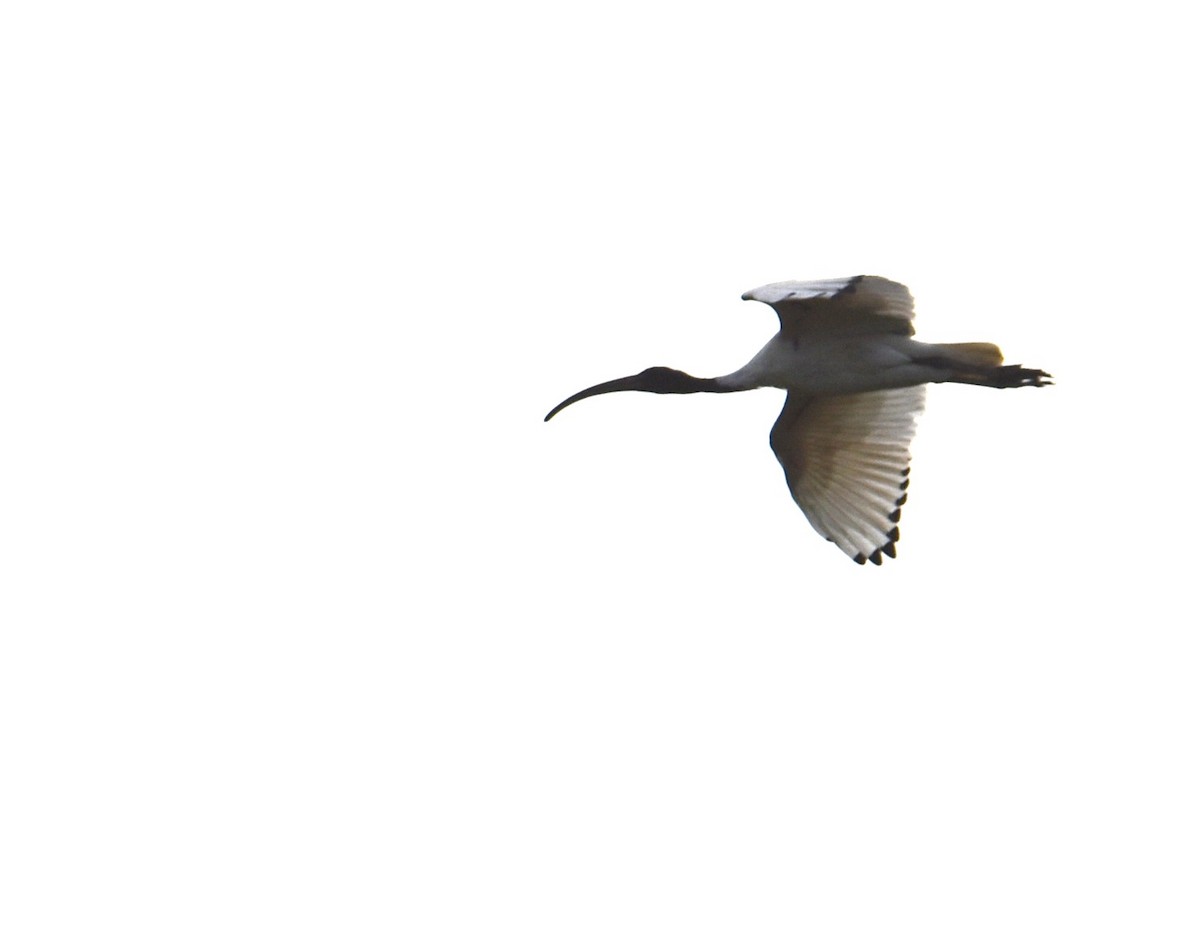 ibis australský - ML621123805