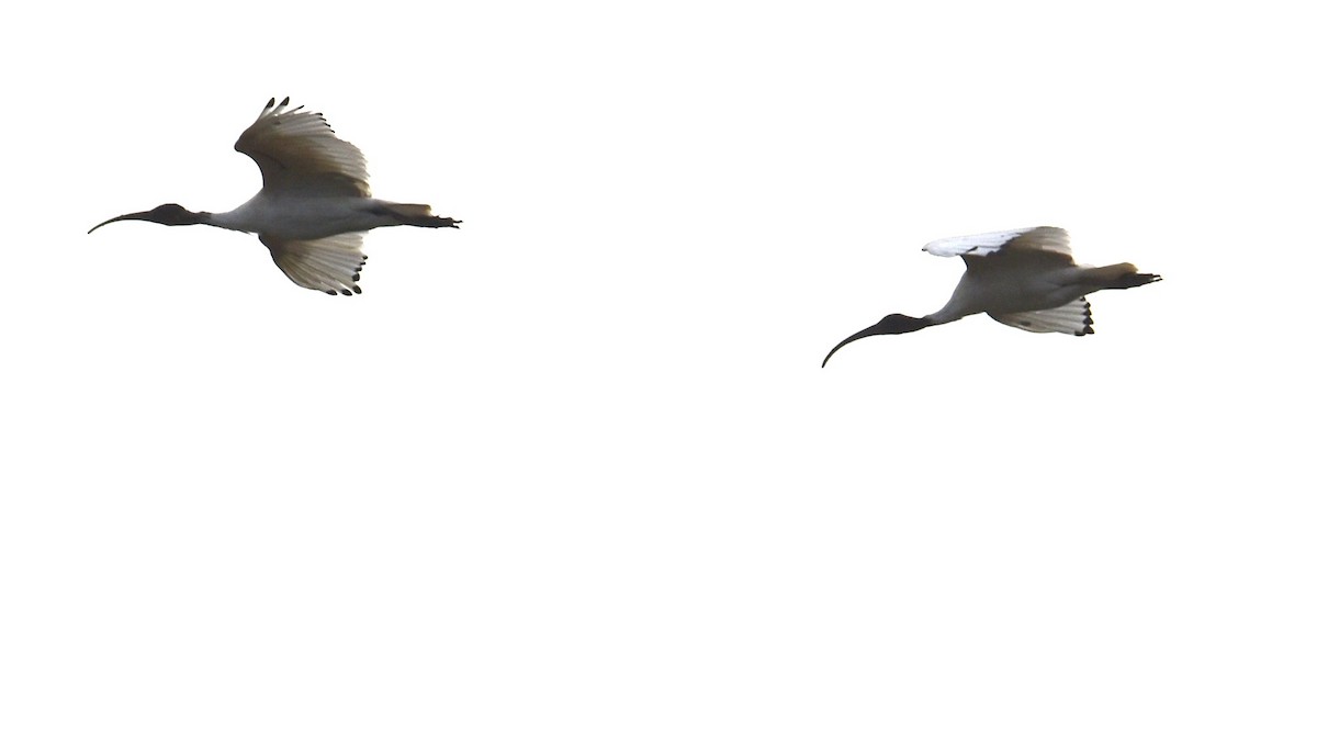 ibis australský - ML621123806