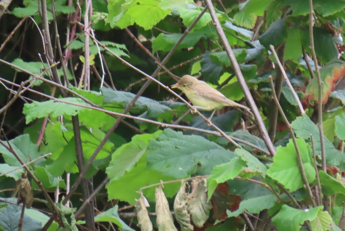 Melodious Warbler - ML621123807