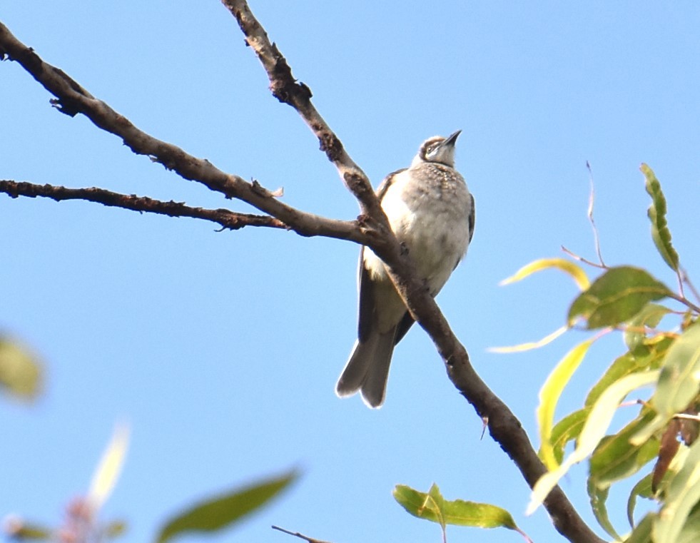 Little Friarbird - ML621123822
