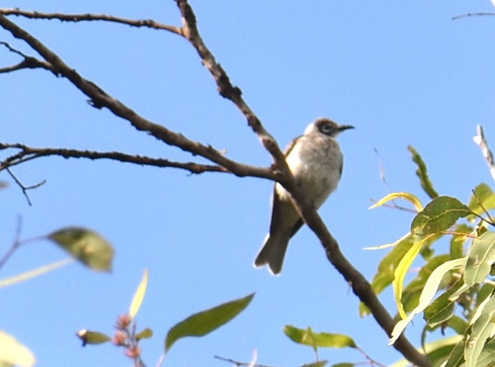 Little Friarbird - ML621123824
