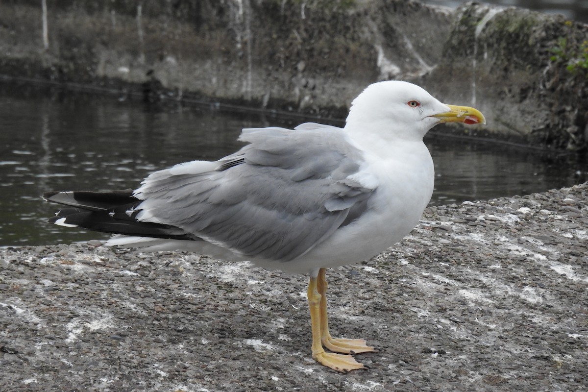 Yellow-legged Gull - ML621123833