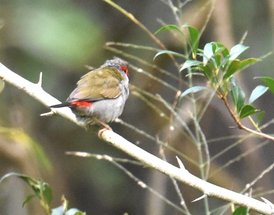 Red-browed Firetail - ML621123845