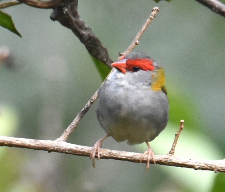 Red-browed Firetail - ML621123846
