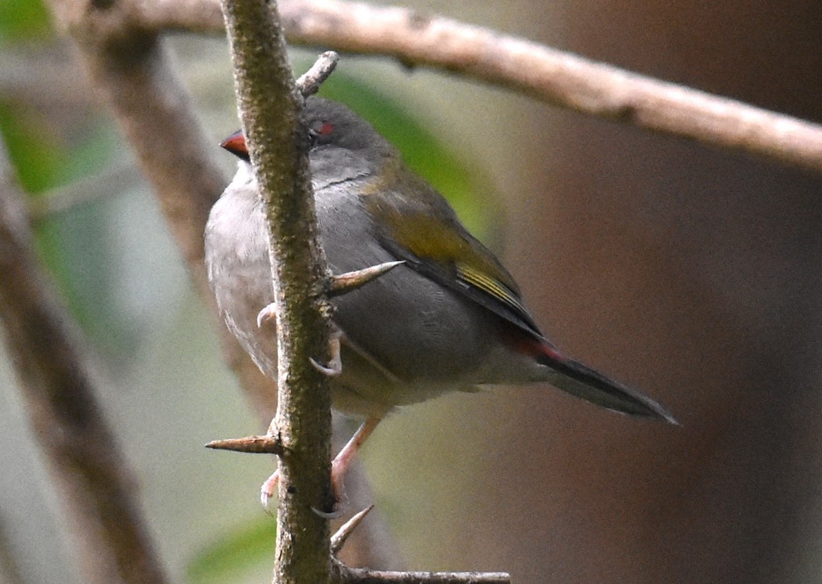 Red-browed Firetail - ML621123848