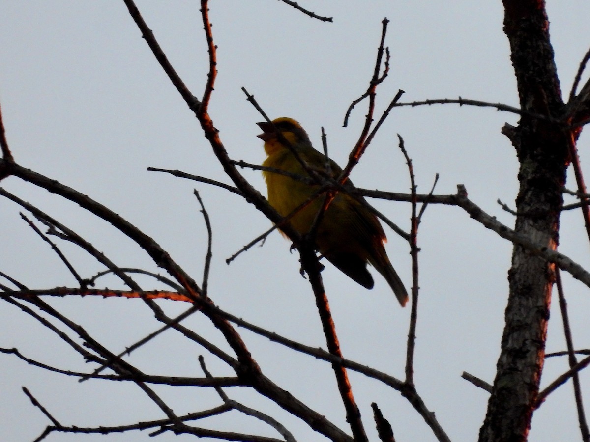 Yellow-fronted Canary - ML621123850