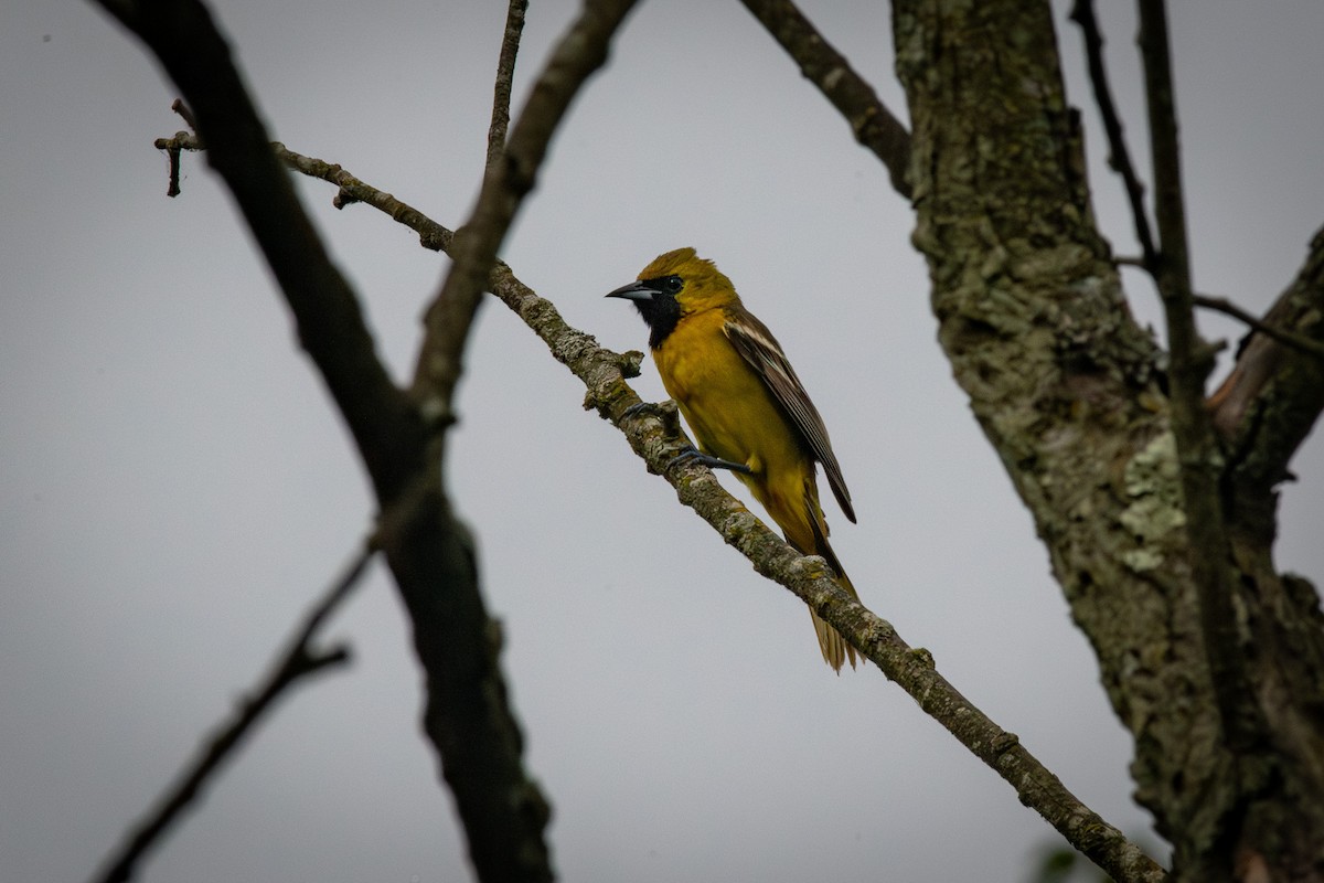 Orchard Oriole - ML621123870
