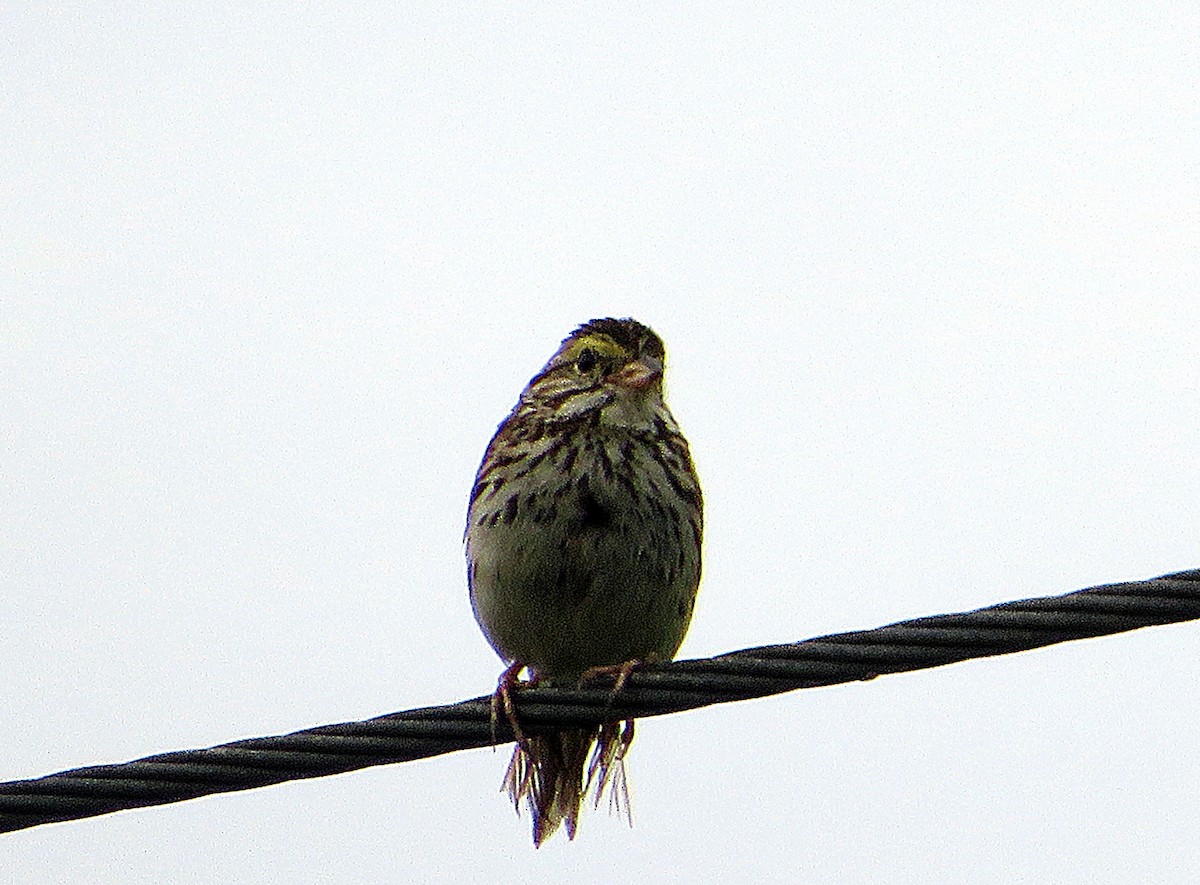 Savannah Sparrow - ML621123871