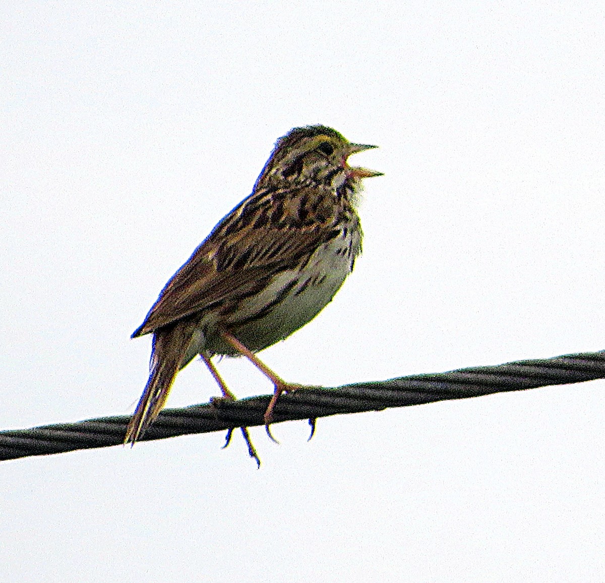 Savannah Sparrow - ML621123872