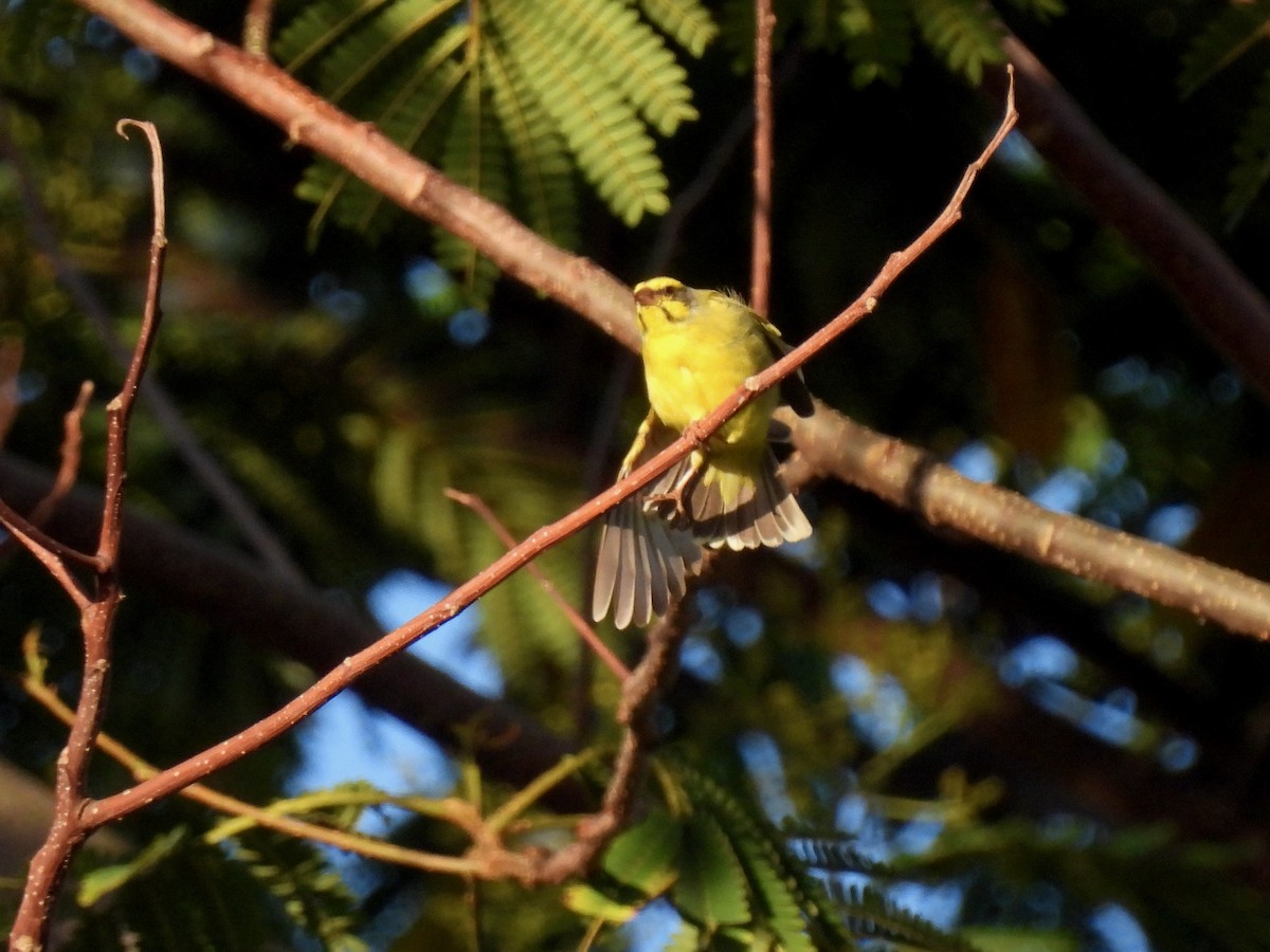 Yellow-fronted Canary - ML621123881