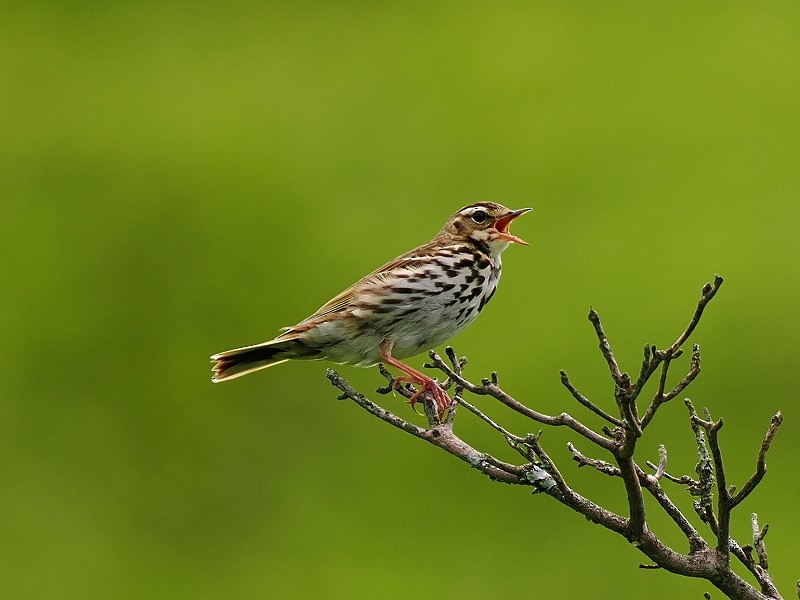 Olive-backed Pipit - ML621123958