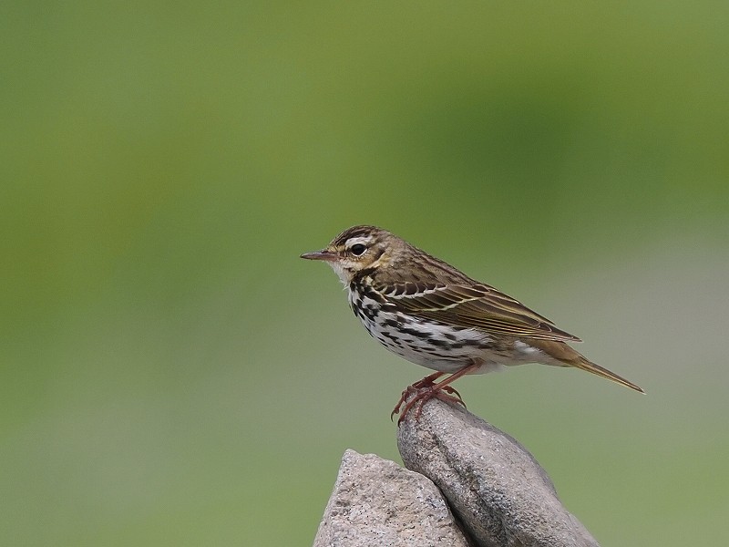 Olive-backed Pipit - ML621123962
