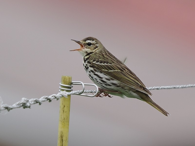 Olive-backed Pipit - ML621123963