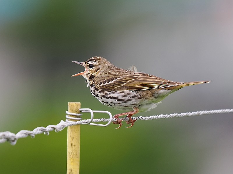 Olive-backed Pipit - ML621123965