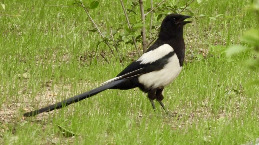Eurasian Magpie - dominic chartier🦤