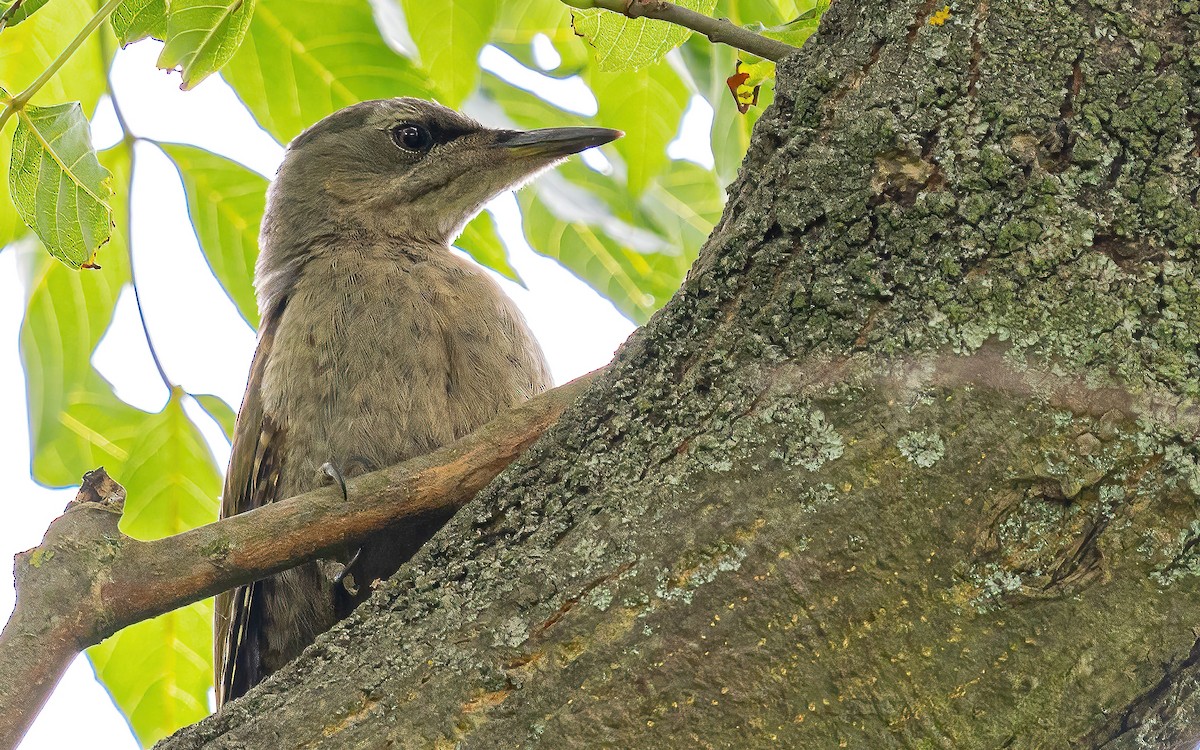 Gray-headed Woodpecker (Gray-headed) - ML621123997