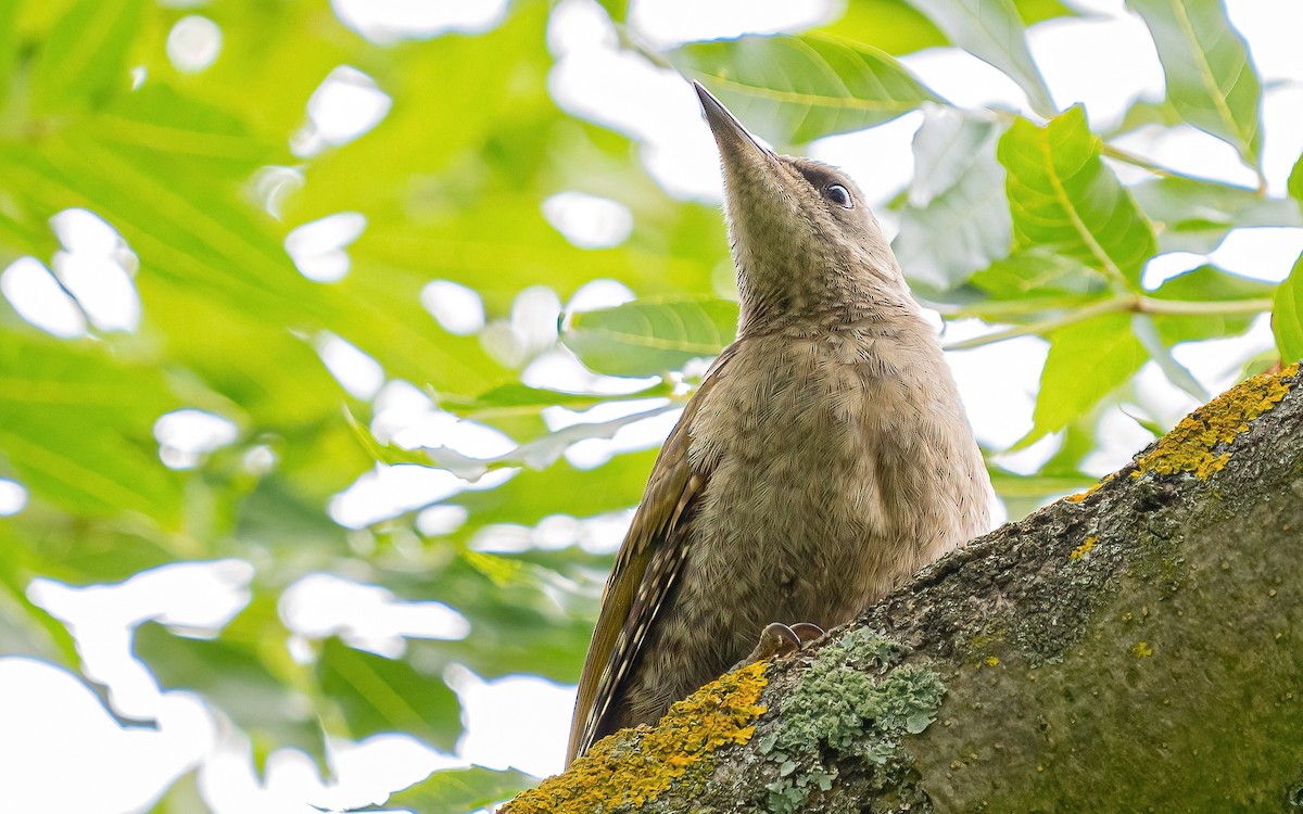 Gray-headed Woodpecker (Gray-headed) - ML621124015