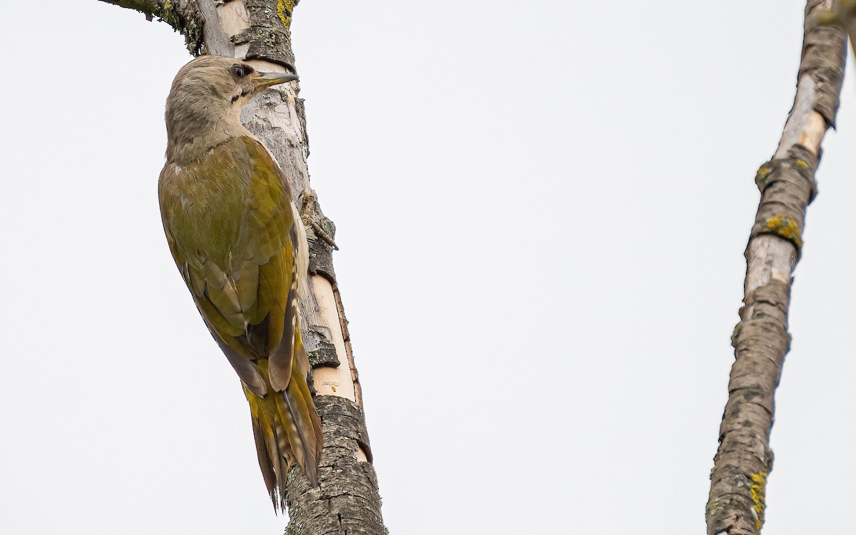 Gray-headed Woodpecker (Gray-headed) - ML621124020