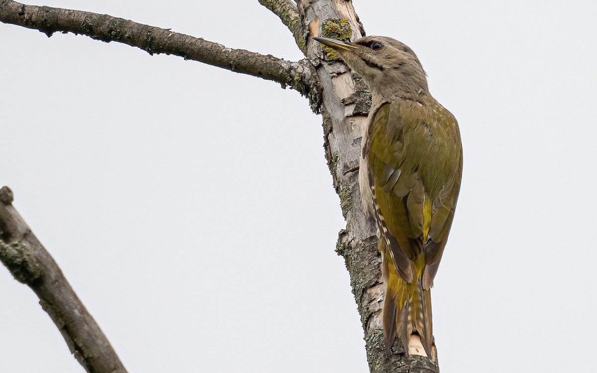 Gray-headed Woodpecker (Gray-headed) - ML621124022