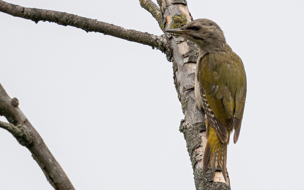 Gray-headed Woodpecker (Gray-headed) - ML621124028