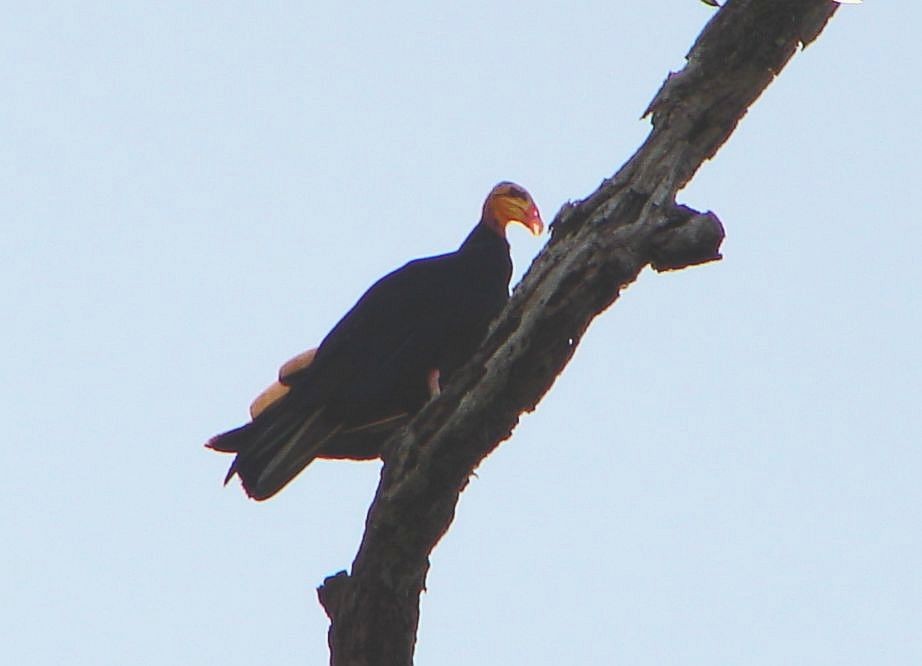 Greater Yellow-headed Vulture - ML621124029
