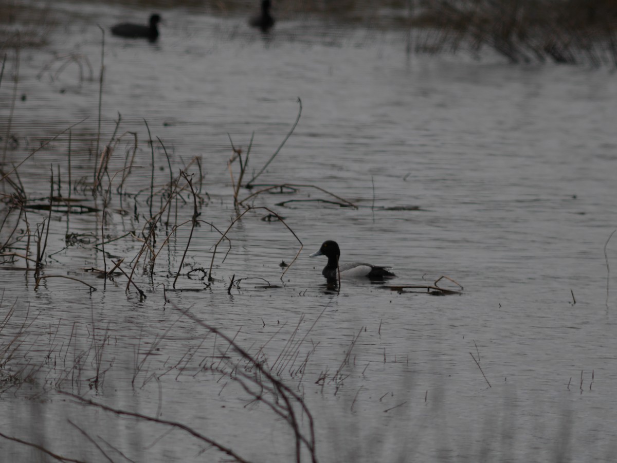 Greater Scaup - ML621124068